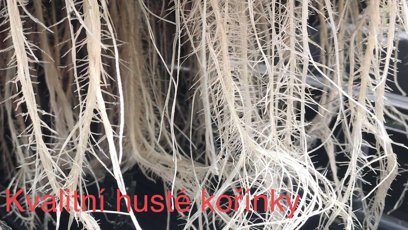 Husté bílé kořeny rostlin v hydroponickém systému Amazon