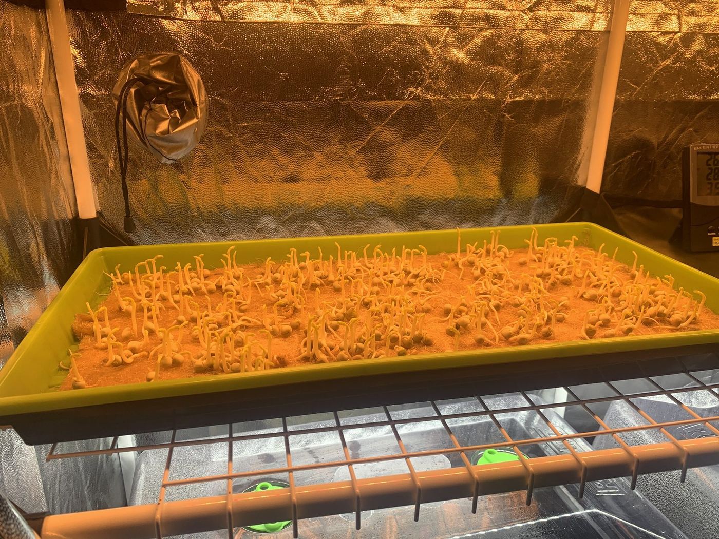 První hustý výsev microgreens v pěstební misce