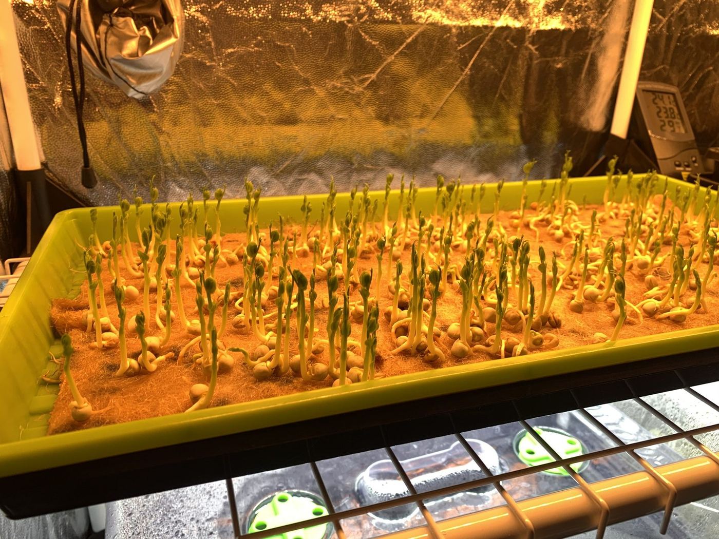 První microgreens vyrůstající v pěstební misce