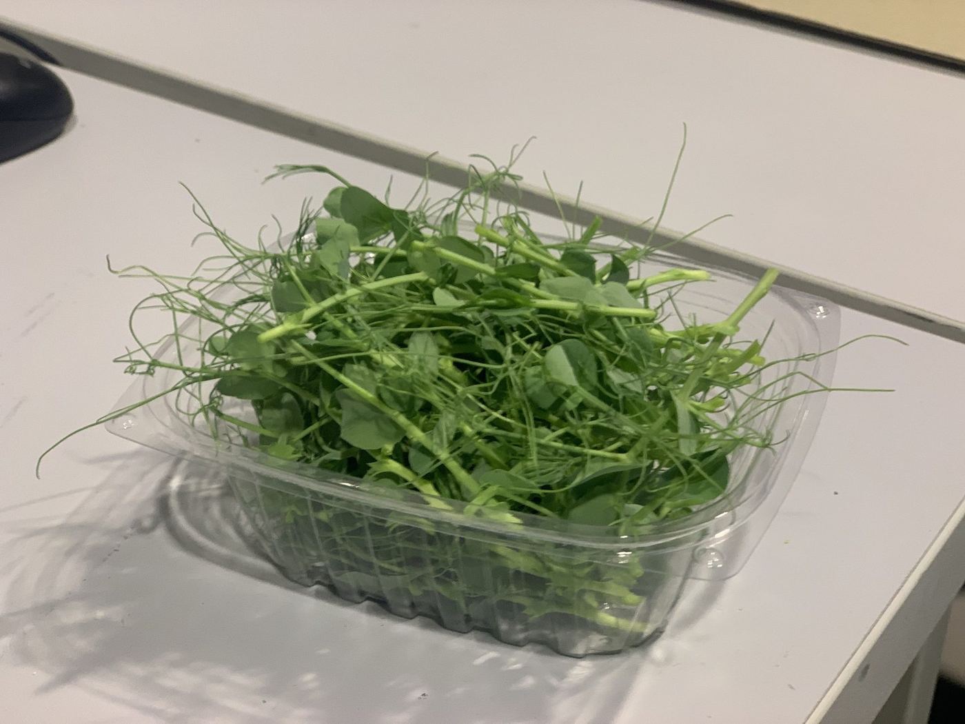 První sklizené microgreens v malé průhledné krabičce