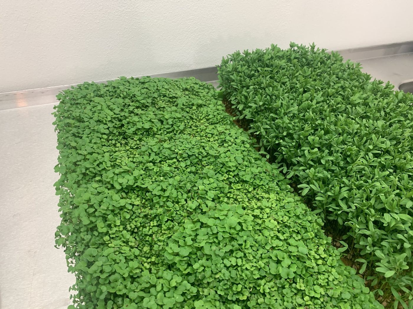Dva husté zelené koberce sklizených microgreens
