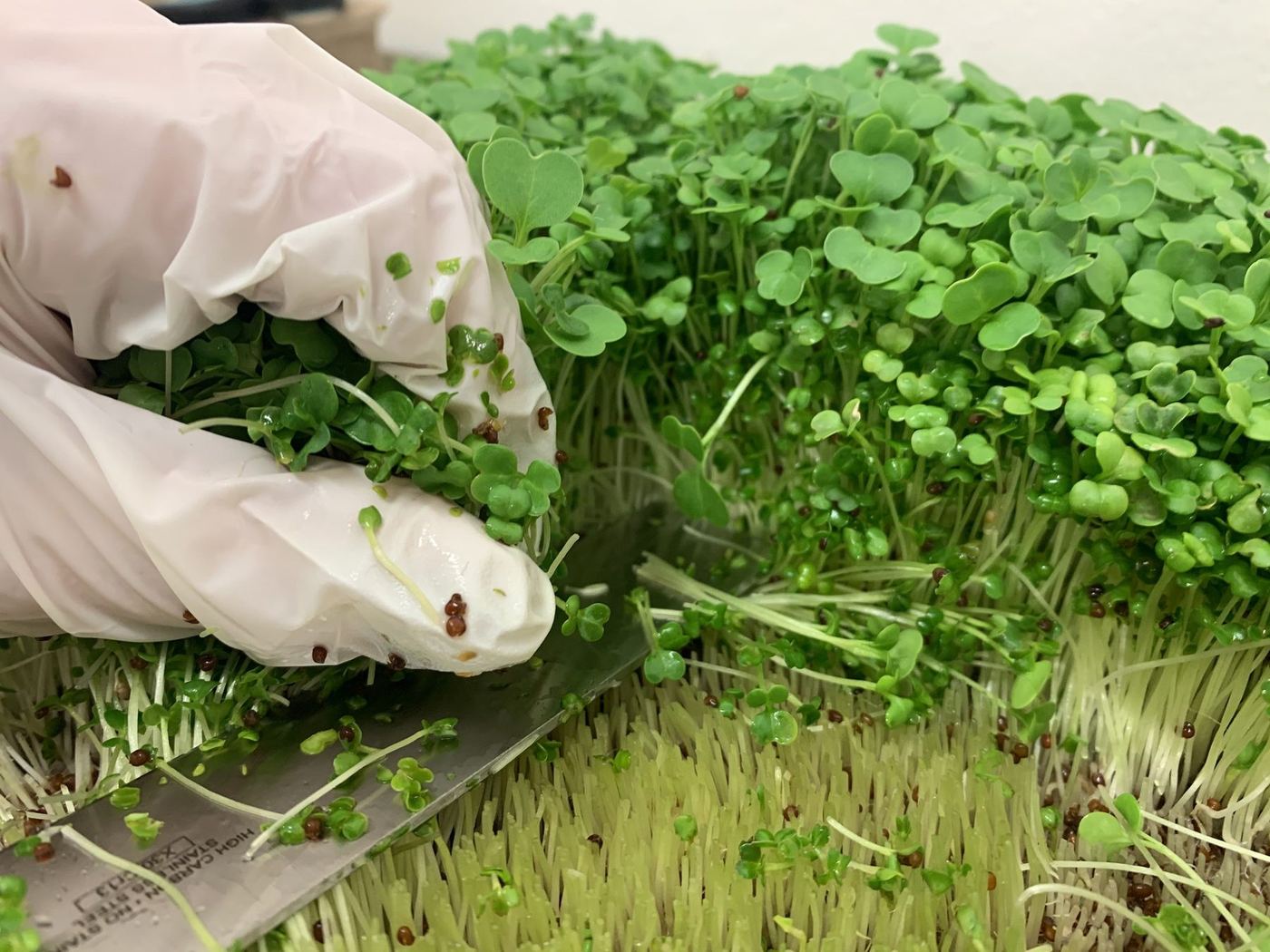 Ruční sklizeň microgreens nůžkami