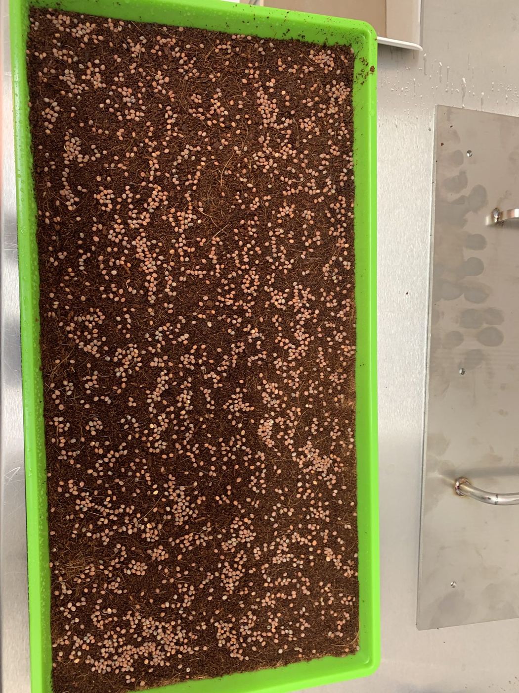 Čerstvě vysetá semena microgreens v pěstební misce