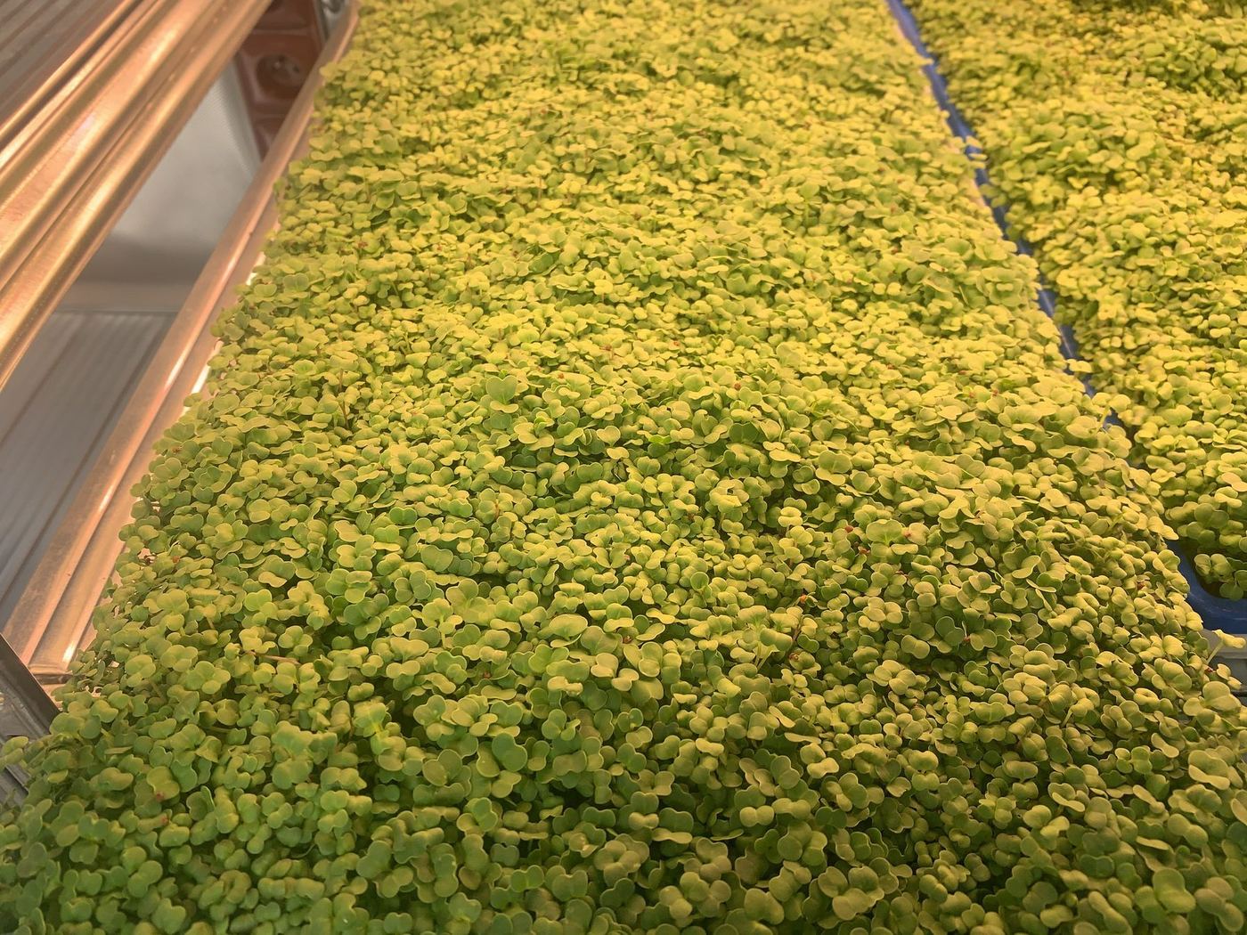 Velká pěstební plocha zaplněná microgreens
