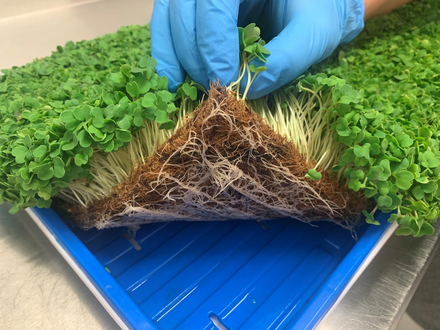 Kořeny microgreens hustě prorostlé kokosovou pěstební rohoží
