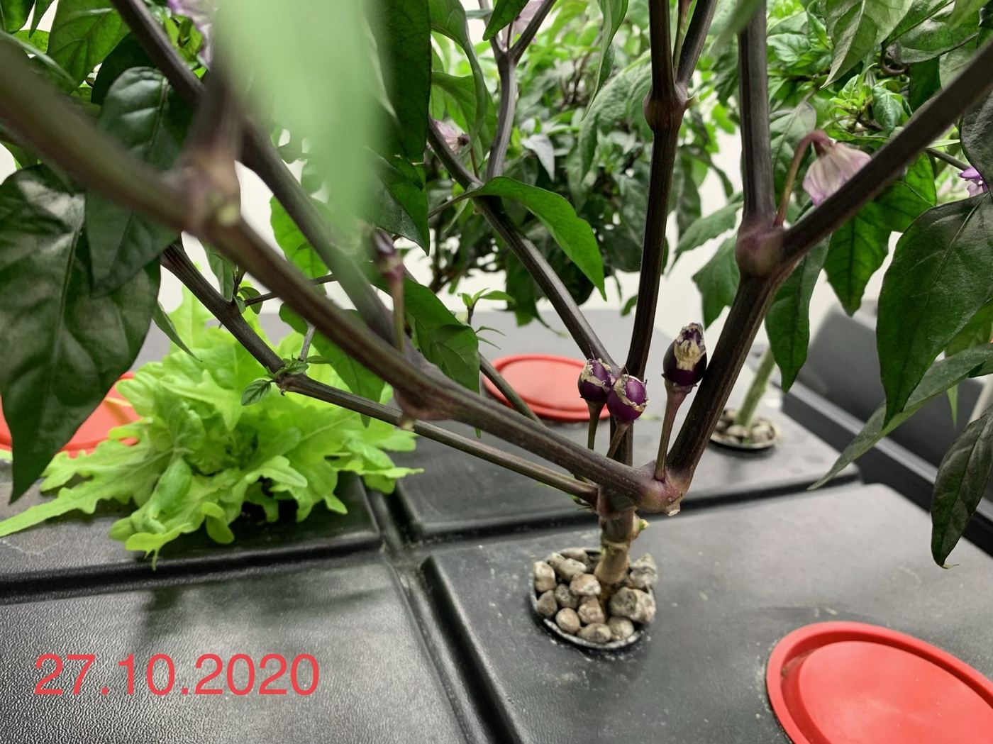 Paprika s nasazenými plody 27. října 2020