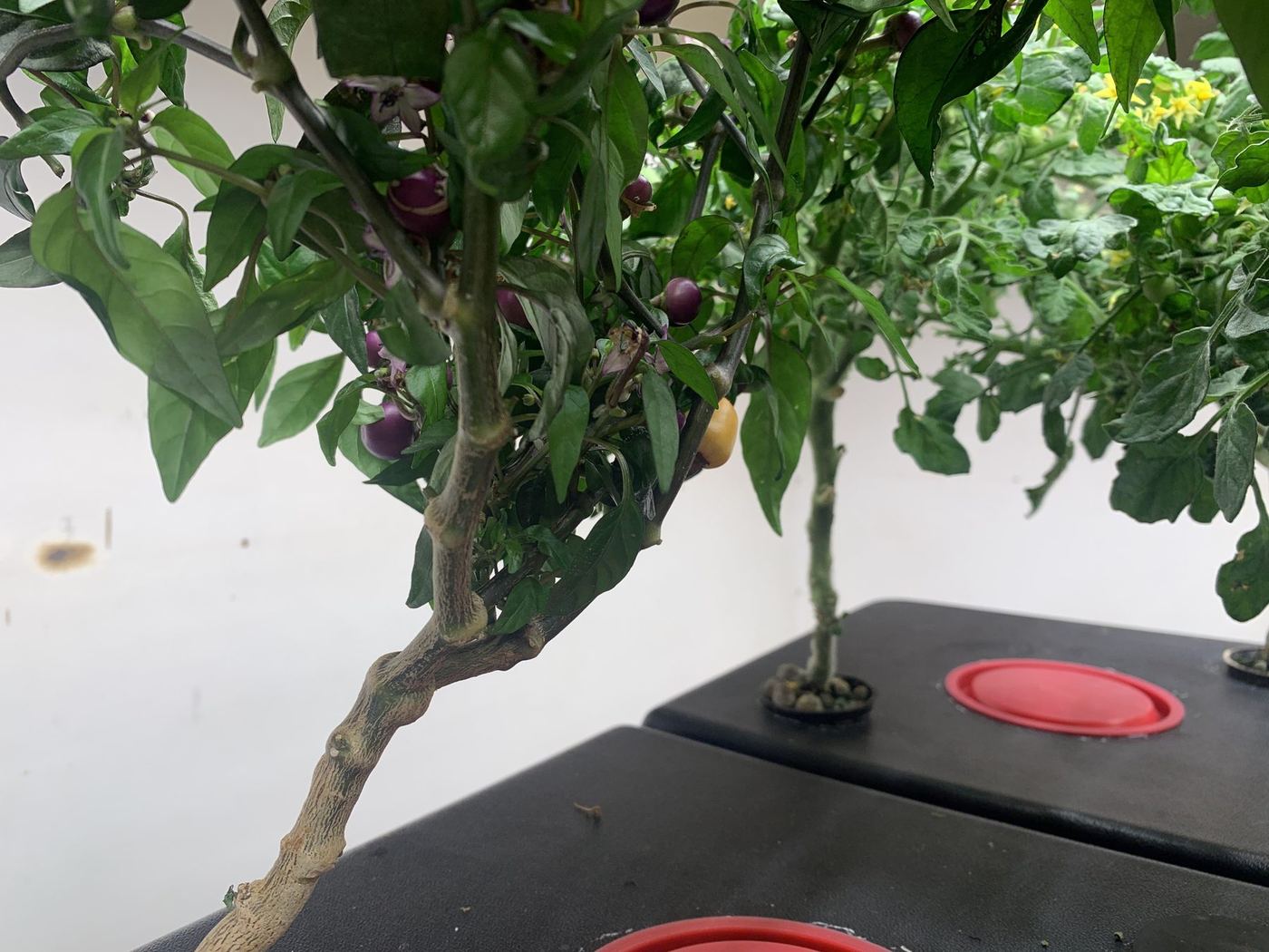 Hustě rozvětvená paprika vyžadující oporu